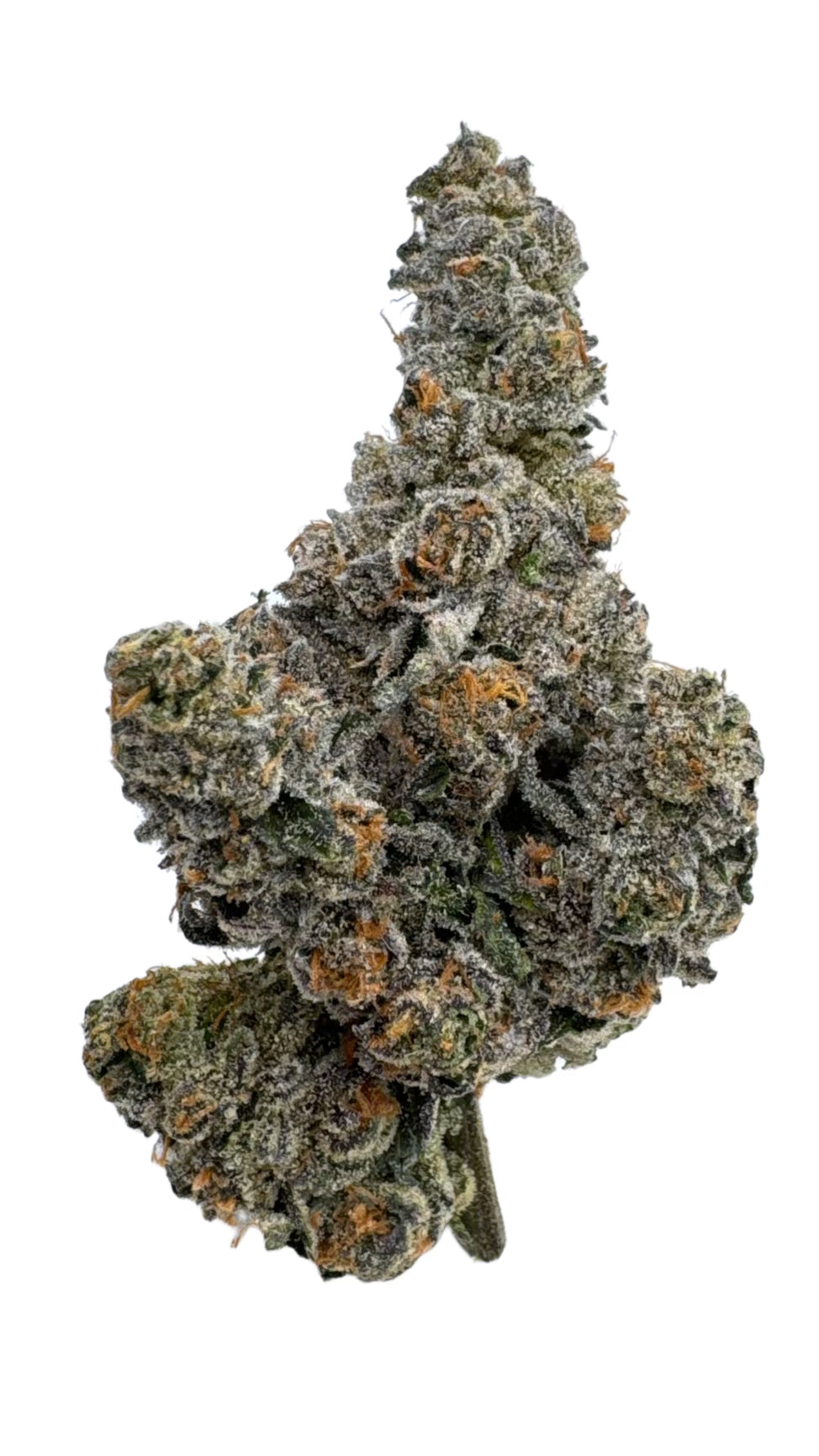 GASTRO POP 14G / 4 CASE